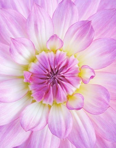 Dalia - Bloomquist Parasol