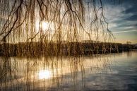 Weeping willow at the Baldeneysee in the backlight at sunset by Dieter Walther thumbnail