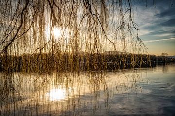 Weeping willow at the Baldeneysee in the backlight at sunset by Dieter Walther