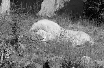 Witte leeuw in zwart wit