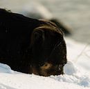Hond zoekend in de sneeuw van Erik van Riessen thumbnail