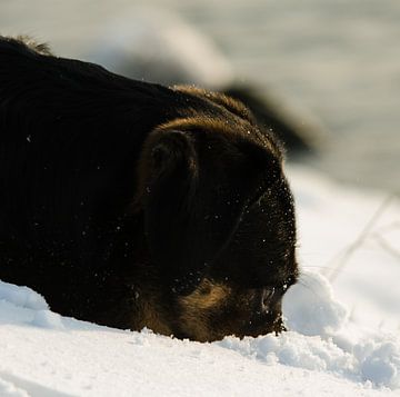 Hond zoekend in de sneeuw