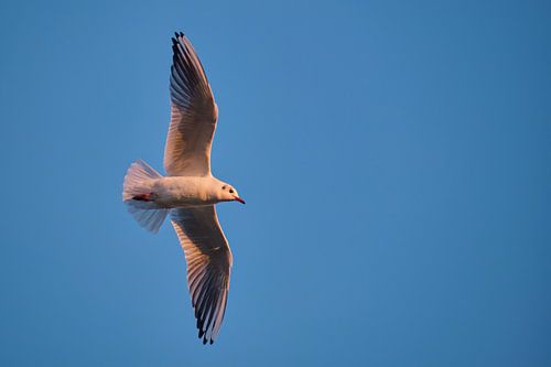 Die Möwe am Himmel breitet ihre Flügel aus