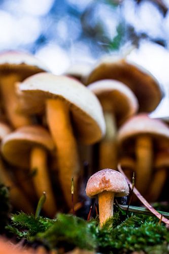 Paddenstoel met familie