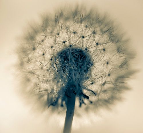 Pluizenbol met tegenlicht, monochroom