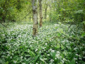 Forêt de printemps