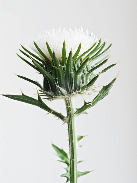 thristle von haroulita