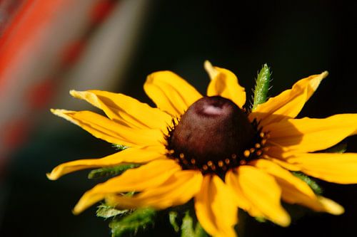 flower like sunshine