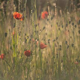 Field with Poppies at Sunrise by Nanda Bussers