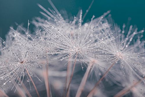 Druppeltjes schitteren op de witte pluisjes