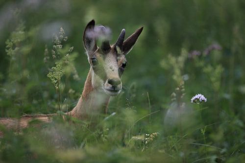 Gemzen (Rupicapra rupicapra) Vogezen, Frankrijk