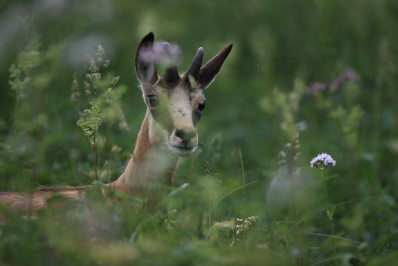 Chamois (Rupicapra rupicapra) Vosges, France par Frank Fichtmüller