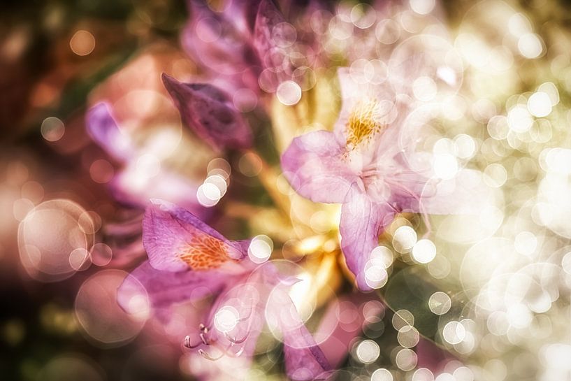 Rhododendron in the light by Nicc Koch