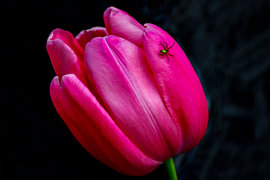 Red tulip with a small green spider by Naturfotograf in Ostfriesland