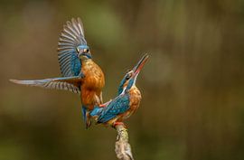 Eisvogel Paarung von H. Kiewiet