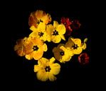 Gelbe Tulpen von Corinne Welp Miniaturansicht