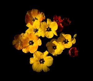Gelbe Tulpen von Corinne Welp