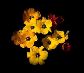 Gele tulpen van Corinne Welp