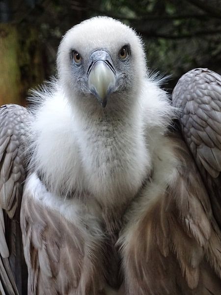A vulture with full attention by Nadia Houtzager