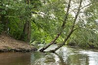Birke am Ufer eines Heidebaches