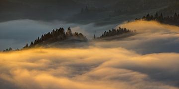 Nebel in Pieniny von Wojciech Kruczynski