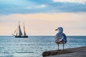 Sailing ship and seagull on the Baltic Sea in Warnemuende, Germany van Rico Ködder