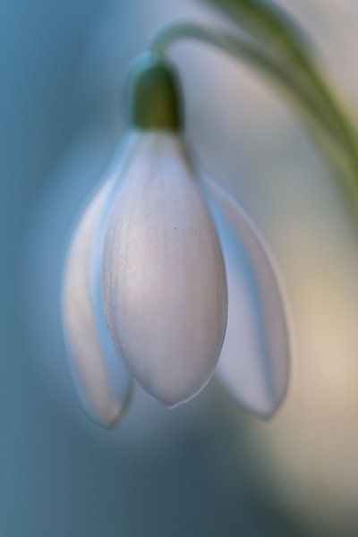 Schneeglöckchen von Johanna Oud