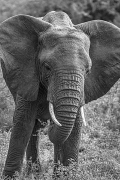 Elefant Afrika schwarz weiß von Erwin Floor
