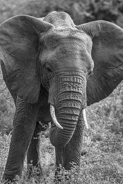 Eléphant Afrique noir blanc par Erwin Floor