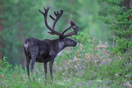 Reindeer in Sweden by Larissa Rand