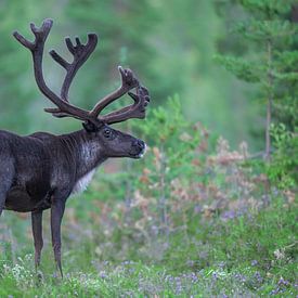 Rentiere in Schweden von Larissa Rand