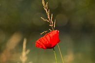 Mohn in der Sonne von Margot van den Berg Miniaturansicht