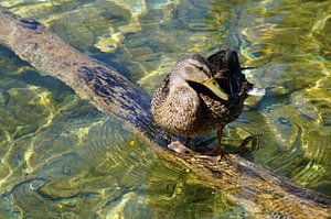 Ente am Teich