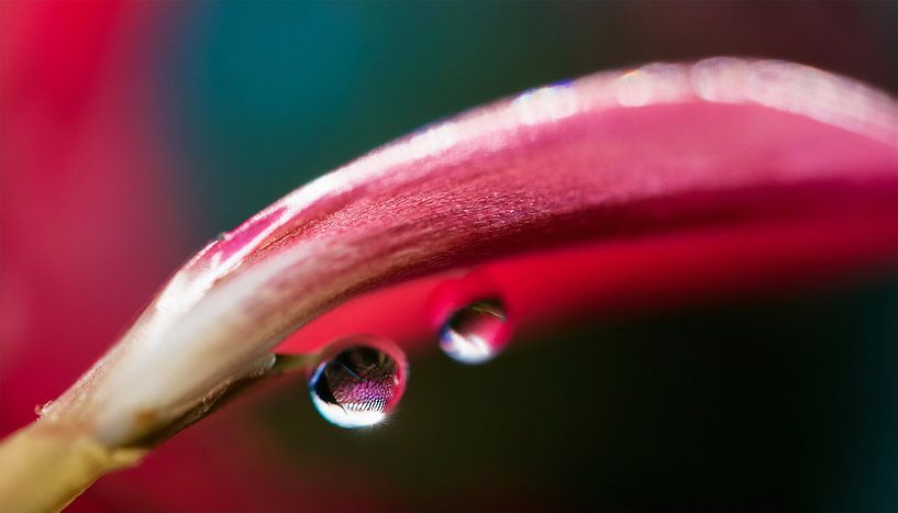 Bloemen met regendruppels van Mustafa Kurnaz