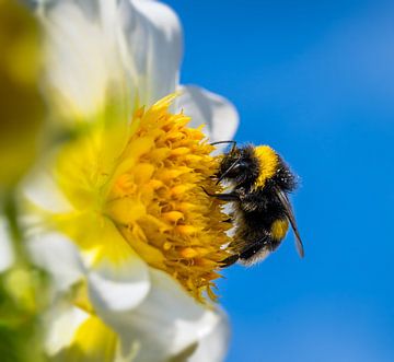 Hummel auf der Blüte einer Dahlie von ManfredFotos