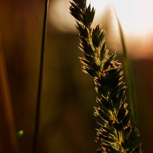 Grain de soleil par Danny van den Berg