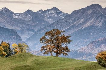herbstlicher Baum vor Bergkulisse