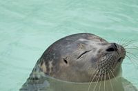 Tevreden Zeehond