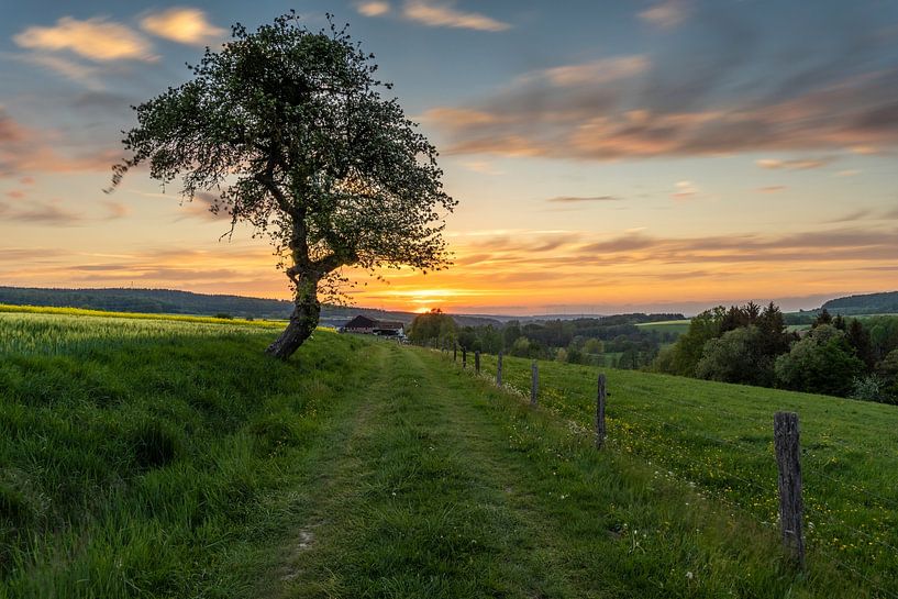Feldweg mit Baum zum Sonnenuntergang in der Rhön 1 von Holger W. Spieker