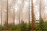 Mistig dennenbomen landschap tijdens een mistige herfstdag van Sjoerd van der Wal Fotografie thumbnail