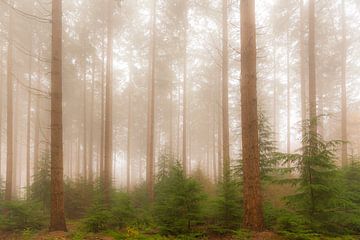Un paysage de pins brumeux lors d'une journée d'automne brumeuse