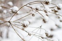 sneeuwbloemen