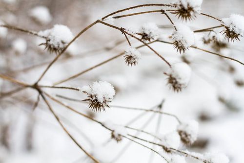 sneeuwbloemen