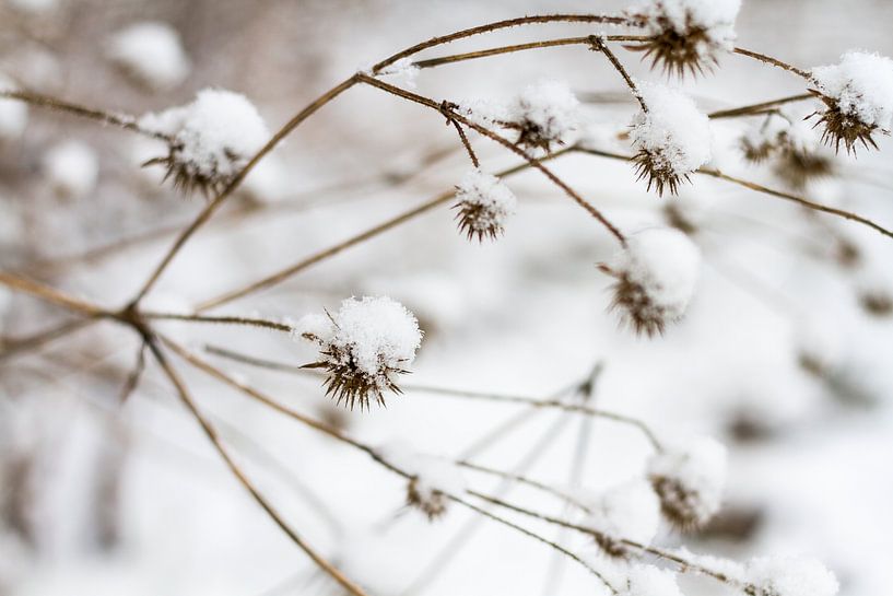 sneeuwbloemen van Marieke de Boer