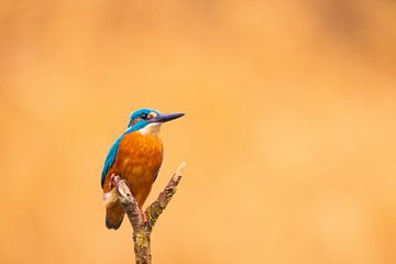 ijsvogelportret van Sugar_bee_photography