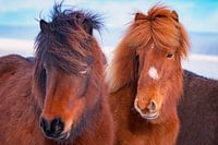 chevaux islandais