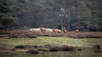 Red deer on the Hoge Veluwe