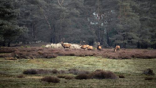 Cerf rouge sur le Hoge Veluwe sur Ton Drijfhamer