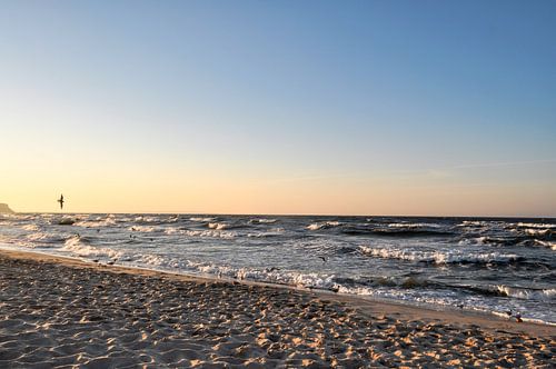 Mouettes sur la plage nord de Göhren, sur l'île de Rügen