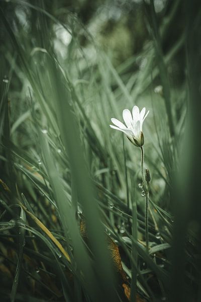 Flower in the grass by Jan